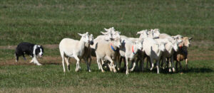 800px-Border_Collie_sheepdog_trial